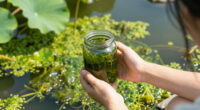 E Pluribus Algae: Why Green Pond Scum Is as American as Red, White and Blue