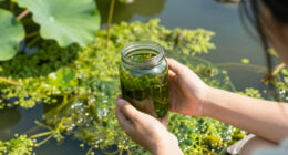 E Pluribus Algae: Why Green Pond Scum Is as American as Red, White and Blue