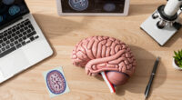 Indian scientists produce most detailed 3D atlas of the human brainstem
