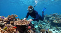 Long Presumed Dead, A Thriving Coral Reef Is Discovered In West Africa