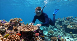 Long Presumed Dead, A Thriving Coral Reef Is Discovered In West Africa