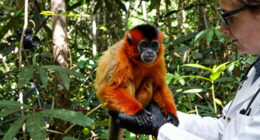 Scientists have discovered a new species of monkey. Here’s what makes it special.