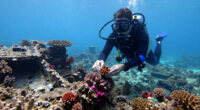 Bomb Fishing Is Wreaking Havoc On Indonesia's Coral Reefs