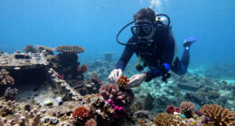 Bomb Fishing Is Wreaking Havoc On Indonesia's Coral Reefs