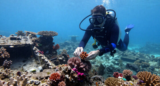Bomb Fishing Is Wreaking Havoc On Indonesia's Coral Reefs