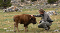 Child Bison Encounter Yellowstone