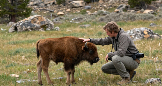 Child Bison Encounter Yellowstone