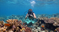 Great Barrier Reef, Queensland, Australia Surges In Global Coverage