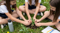 Three Schoolgirls In Kinsale Pulled Up A Pea Plant Covered In Warts (2016)