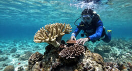 Bleached Corals Thrive Within Days When Touching Healthy Neighbour